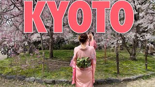 GEZİ  “KYOTO” ilk Gün Sakuralar  Altın Tapınak [upl. by Pessa]