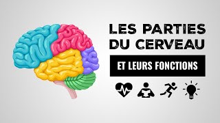 Les parties du cerveau et leurs fonctions  Index Santé [upl. by Nahrut]