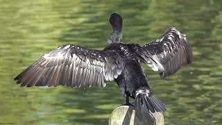 Cormorant preening in sunshine [upl. by Idnyc]