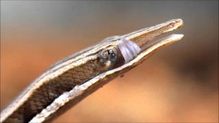 Lialis jicari Papua snake lizard cleaning its eye with its tongue [upl. by Lynna507]