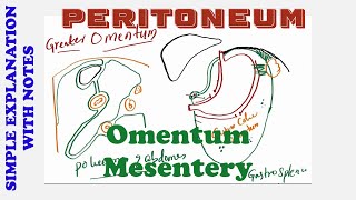 PERITONEUM OMENTUM MESENTERY [upl. by Kenlay236]