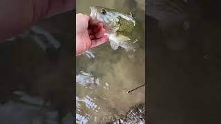 Exploring new creek fishing spotspotted bass release fishing creekadventure creek creekwater [upl. by Jara]