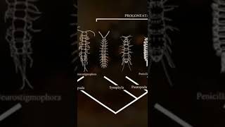 Les arthropodes sortent de leau documentaire dinosaurs [upl. by Jevon]