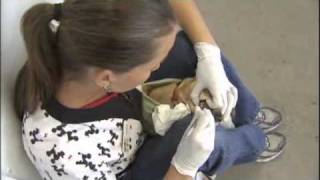 Non Anesthesia Pet Dentistry  Is It Worth The Risk [upl. by Ilime]