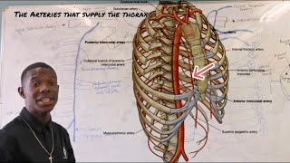 The arteries that supply the thorax [upl. by Rehportsirhc]