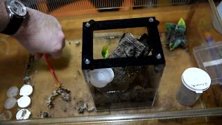 Heteroscodra maculata Togo Starburst Baboon Rehouse [upl. by Hilario144]