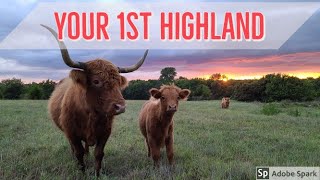 Five tips for purchasing your first highland [upl. by Maressa802]