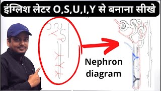 how to draw nephron diagram easily class 10 [upl. by Chapnick]