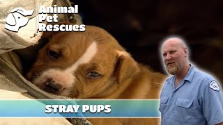 Dog Rescue to Save Emaciated Dog and Her Pups  Full Episode  Animal Pet Rescues [upl. by Platus815]