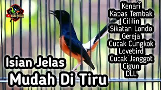 MASTERAN MURAI BATU FULL ISIAN TEMBAKAN CILILIN KENARI KAPAS TEMBAK GEREJA CUNGKOK LOVEBIRD CIGUN [upl. by Dimo]