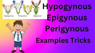 Hypogynous Perigynous Epigynous Flower examples trick [upl. by Edmon]