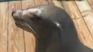 Swim with a Sea Lion at Dolphins Plus in Key Largo Florida [upl. by Trembly]