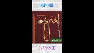 NEPHRON Explanation [upl. by Jacenta]