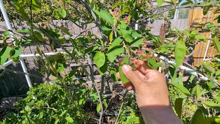 Growing Canadian Serviceberry Amelanchier Canadensis update on plum trees and other fruit trees [upl. by Riggins]