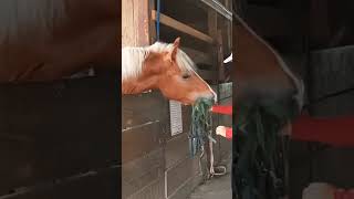 Hes hungry againhorse equestrian haflinger horses nibbles horsebiting mouthyhorse gimmefood [upl. by Asnarepse]