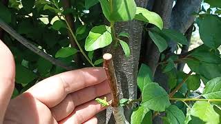 How To Graft Plum Tree  Multi Grafted Fruit Tree  Grafted Fruit Tree [upl. by Dituri]