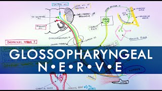 Glossopharyngeal Nerve  Cranial Nerve IX  Anatomy Tutorial [upl. by Nitsruk447]