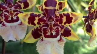 Orchid care Phalaenopsis alternative Oncidium Colmanara Wildcat [upl. by Atnauqal]