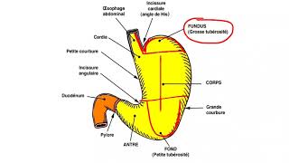 UE2 Anatomie Digestiveبالعربية  5 Anatomie de lEstomac  Part 1 [upl. by Domash115]