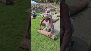 Cricket Grass Farming Process In India shorts making factoryindie [upl. by Hines544]