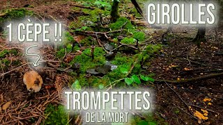 Enfin de la diversité aux champignons  Girolles trompettes de la mort et le premier cèpe [upl. by Witte]