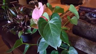 How to take care of an Anthurium Plant  Donna Joshi [upl. by Bautram]