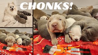 Weimaraner Puppies Are So BIG at 2 Weeks Old [upl. by Attirb]