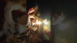 chicken eggs candling shorts [upl. by Ifar]