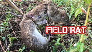 Looking for rat by traps at rice 🌾 fields simple way find food rural life [upl. by Llednek]