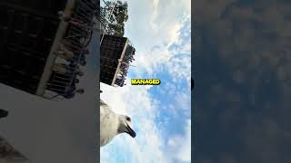 Seagull Steals Phone at the Beach Crazy Beach Moment 😱 [upl. by Marquardt654]