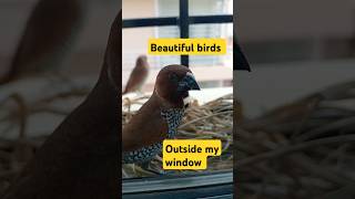 Beautiful sparrows outside my window birds bird birdslover youtubeshorts ARAHappyworld24 [upl. by Leuqar]