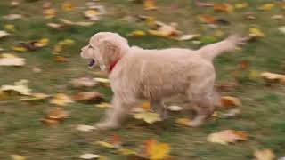 Golden Retriever Puppy For Sale [upl. by Lander]