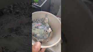 Cockatiel hand feeding babies available location Faridabad [upl. by Nidak]