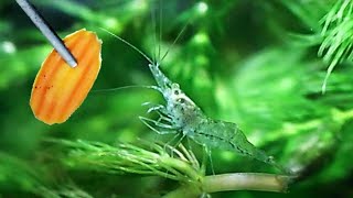 LIVE  Shrimp Tank Feeding  Baby Carrots [upl. by Aharon251]