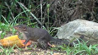 Common Treeshrew Tupaia glis Malaysia 20180120092300m2ts [upl. by Olmsted607]