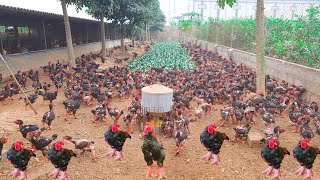 How To Raise Million Chickens With The Worlds Biggest Feet On Poultry Farm [upl. by Aligna]