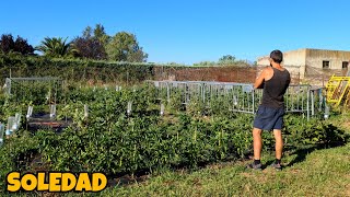 DIARIO DE CAMPO CAP 38 Soledad recados por el pueblo y sandías como cabezas [upl. by Winters]