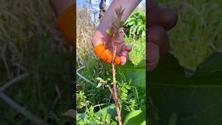 Finger cuter 😍 agriculture youtubeshorts farming trending gardening shorts [upl. by Afton918]