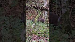 Wildlife at Hareshaw waterfall [upl. by Ashjian655]