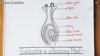 How to draw Double Fertilisation Diagram easy step by stepDouble fertilization Diagram [upl. by Levitus]