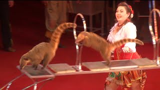 Circus The show of different animals Цирк Шоу разных животных [upl. by Rokach]