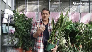 Variedades de sansevieria  Decogarden  Jardinatis [upl. by Grose]