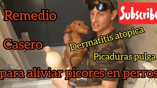 Remedio casero para aliviar picores  alergias  y afecciones en la piel de nuestros perros [upl. by Ztnahc]