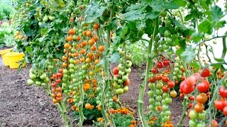 Summer in the Greenhouse mostly Tomatoes [upl. by Ahseyk117]