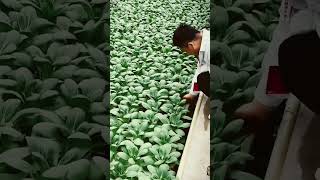 Hydroponic vegetables farm 👍agriculture hydroponics satisfying harvesting garden plants video [upl. by Kile]