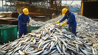 WOW Automated Sardines Production  Discover MILLIONS Of Sardines Are Canned In Just 24 Hours [upl. by Isherwood759]