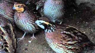 Bobwhite Quail 2 year old part 2 [upl. by Albemarle]