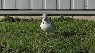 Zilvermeeuw Larus argentatus Benthuizen [upl. by Auric]