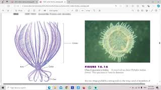 Class Crinoidea [upl. by Kola]