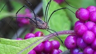 Close views of female Harvestman Leiobunum vittatum [upl. by Cheston242]